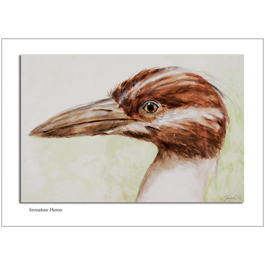 Immature Heron Note Card